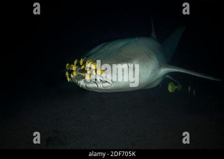 Tawny Krankenschwester Hai (Nebrius ferrugineus) in der Nacht tauchen. Malediven Unterwasserwelt Stockfoto
