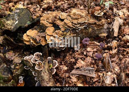 Putenschwanz (Trametes versicolor, Coriolus versicolor oder Polyporus versicolor) ist heilende Saprophyten Pilz und Amethyst Betrüger (Laccaria