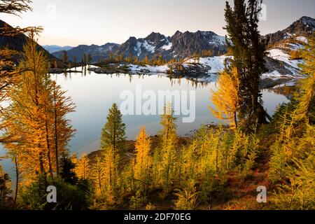 WA18653-00...WASHINGTON - Subalpine Lärche in hellen Herbstfarben über dem Lower Ice Lake in der Alpine Lakes Wilderness. Stockfoto