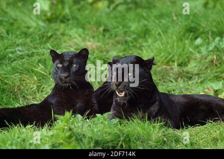 Black Panther, Panthera Pardus, Erwachsene Verlegung auf Rasen Stockfoto