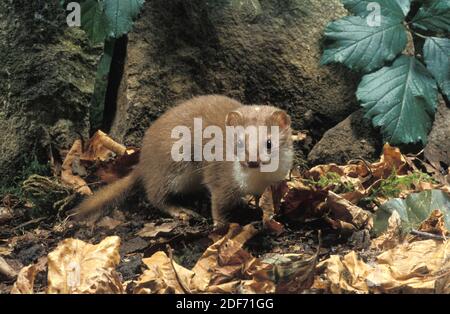 Wiesel, Mustela nivalis, Erwachsener in trockenen Blättern, Normandie Stockfoto