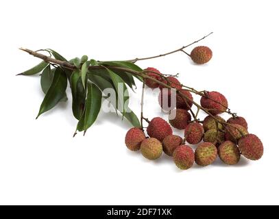 Litschi oder Litchee, Litchi Sinensis, exotische Früchte vor weißem Hintergrund Stockfoto