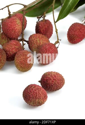 Litschi oder Litchee, Litchi Sinensis, exotische Früchte vor weißem Hintergrund Stockfoto
