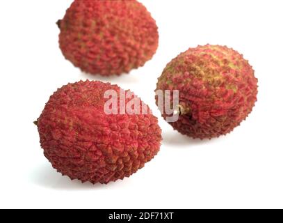 Litschi oder Litchee, Litchi Sinensis, exotische Früchte vor weißem Hintergrund Stockfoto