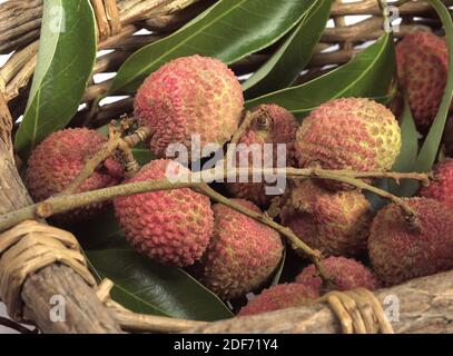 Litschi oder Litchee, Litchi Sinensis, exotischen Früchten im Korb Stockfoto