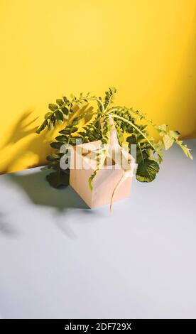 Ein Daikon Radieschen Wurzel Ernte sitzt auf einem Holzwürfel auf einem gelben Hintergrund. Speicherplatz kopieren Stockfoto