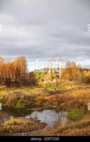 Goldene Blätter auf den Bäumen, niedrige graue Wolken. Herbstlandschaft. Stockfoto