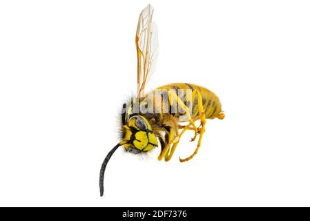 Eine Makroaufnahme einer toten getrockneten Wespe, isoliert auf weißem Hintergrund. Stockfoto