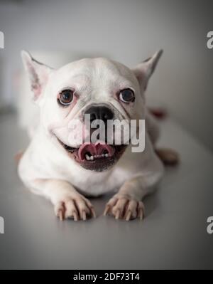 Französisch Bulldog Portrait isoliert auf weißem Hintergrund Stockfoto