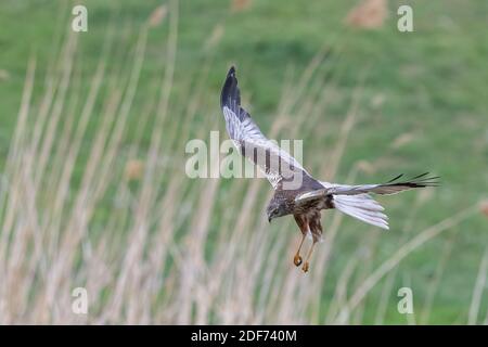 Marsh Harrier Close Up, Circus aeruginosus, Jagd, Greifvögel Stockfoto