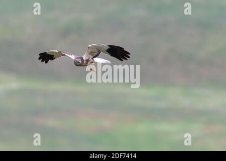 Marsh Harrier, Circus aeruginosus, Jagd, Raubvögel Stockfoto