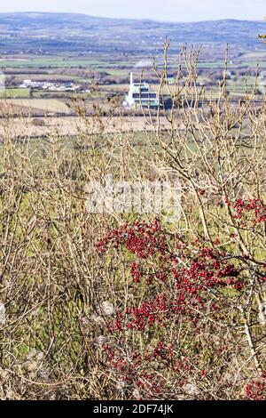 HAW Berries am Cotswold Aussichtspunkt von Haresfield Beacon mit Javelin Park Energy aus Müllverbrennungsanlage im Hintergrund, Gloucestershire UK Stockfoto