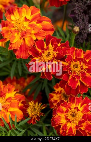 Ringelblume ‘Honeycomb’ (Französisch Ringelblume) auffällige Blüten, natürliche Blumenportrait Stockfoto