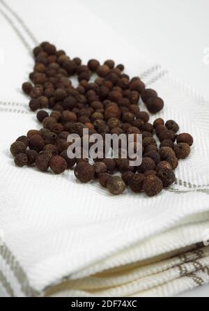 Jamaica Pfeffer, Pimenta Dioica, Beeren, weißer Hintergrund Stockfoto