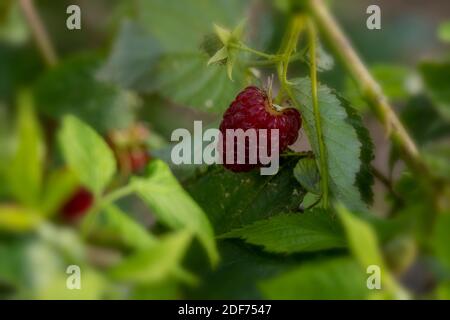 Himbeere (Erika) Stöcke und Früchte gegen grünes Blatt im September Sonnenschein, natürliche Fruchtpflanzen Porträt Stockfoto