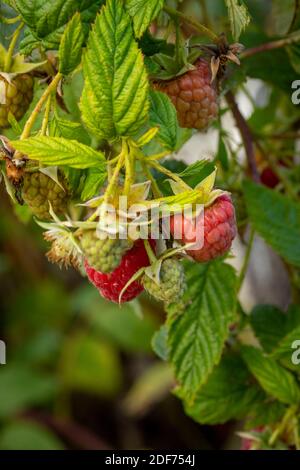 Himbeere (Erika) Stöcke und Früchte gegen grünes Blatt im September Sonnenschein, natürliche Fruchtpflanzen Porträt Stockfoto
