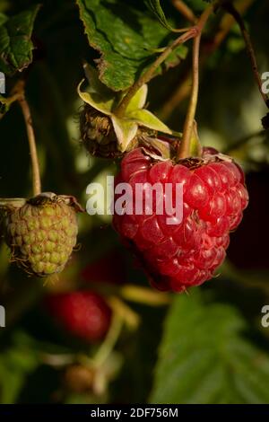 Himbeere (Erika) Stöcke und Früchte gegen grünes Blatt im September Sonnenschein, natürliche Fruchtpflanzen Porträt Stockfoto