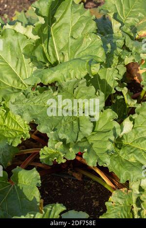 Rheum × hybridum ‘holt Evergreen’ Blätter in Nahaufnahme, natürliches Pflanzenportrait Stockfoto