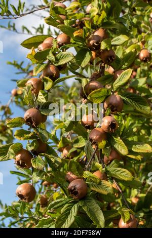 Mispel 'Royal' Frucht entwickelt sich im Spätsommer Sonnenschein Stockfoto