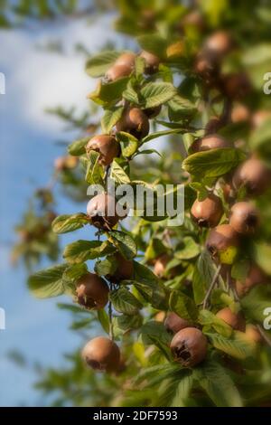 Mispel 'Royal' Frucht entwickelt sich im Spätsommer Sonnenschein Stockfoto