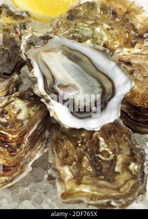 Französische Austern genannt Marennes d'Oleron, Ostrea Edulis Seafoods auf Eis Stockfoto