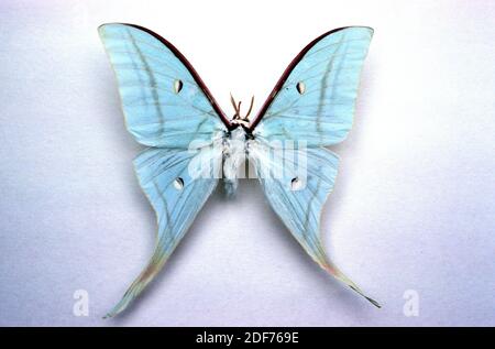 Die indische Mondmotte (ACTIAS selene) ist eine in Südasien heimische Motte.