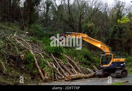 Eastbourne, East Sussex, Großbritannien. Dezember 2020. Im Rahmen eines laufenden Programms werden Aschenbäume, die mit der verheerenden Aschereche-Krankheit infiziert sind, die bis zu 95 % der infizierten Bäume tötet, gekürzt. Die aktuellen Arbeiten am Rande der Counties South Downs bei Beachy Head werden im Rahmen der laufenden Arbeiten zur Rettung dieses lebenswichtigen Teils der Umwelt bis in die nächste Woche fortgesetzt. Quelle: Alan Fraser/Alamy Live News Stockfoto
