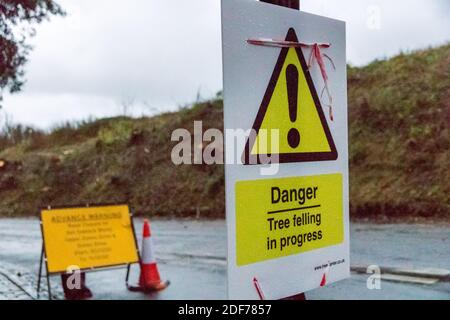 Eastbourne, East Sussex, Großbritannien. Dezember 2020. Im Rahmen eines laufenden Programms werden Aschenbäume, die mit der verheerenden Aschereche-Krankheit infiziert sind, die bis zu 95 % der infizierten Bäume tötet, gekürzt. Die aktuellen Arbeiten am Rande der Counties South Downs bei Beachy Head werden im Rahmen der laufenden Arbeiten zur Rettung dieses lebenswichtigen Teils der Umwelt bis in die nächste Woche fortgesetzt. Quelle: Alan Fraser/Alamy Live News Stockfoto