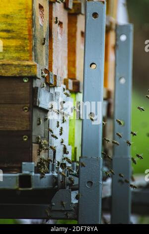 Bienen landen auf dem bunten selbstgemachten Bienenhaus. Stockfoto