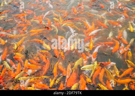 Karpfen Fische schwimmen im Teich Stockfoto