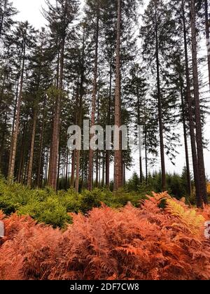 Autumn colors in pine tree forest. Nobody Stockfoto
