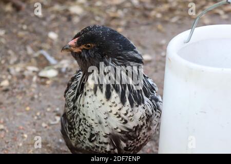 Junge Backyard Huhn Ostern egger Hahn Schwarz, braun und weiß. Hochwertige Fotos Stockfoto