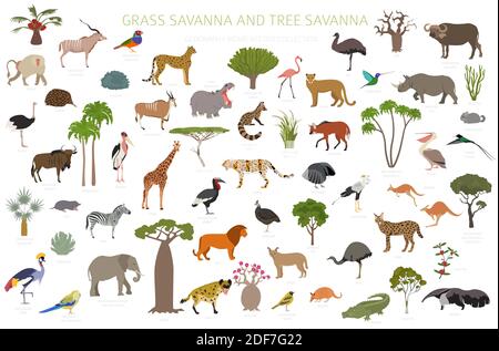 Baum Savanne und Gras Savanne Biom, natürliche Region Infografik. Wald- und Grünlandsavanne, Prarie, Pampa. Tiere, Vögel und Vegetationen ecozy Stock Vektor