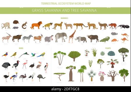 Baum Savanne und Gras Savanne Biom, natürliche Region Infografik. Wald- und Grünlandsavanne, Prarie, Pampa. Tiere, Vögel und Vegetationen ecozy Stock Vektor