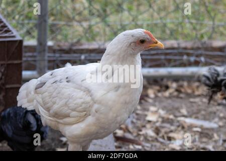Hinterhof Huhn Blau Henne weiß und schwarz. Hochwertige Fotos Stockfoto