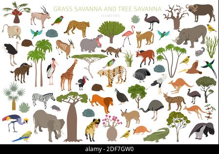 Baum Savanne und Gras Savanne Biom, natürliche Region isometrische 3d-Infografik. Wald- und Grünlandsavanne, Prarie, Pampa. Tiere, Vögel und Vege Stock Vektor