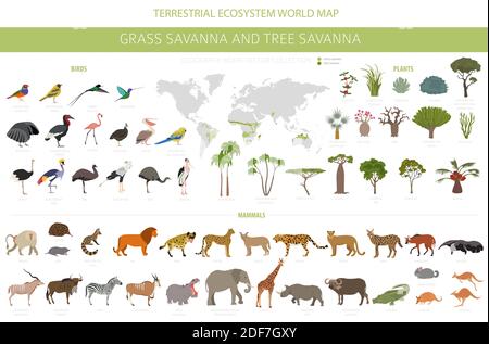 Baum Savanne und Gras Savanne Biom, natürliche Region Infografik. Wald- und Grünlandsavanne, Prarie, Pampa. Tiere, Vögel und Vegetationen ecozy Stock Vektor