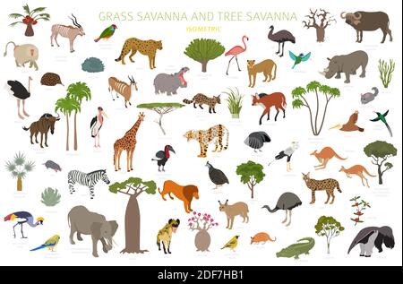 Baum Savanne und Gras Savanne Biom, natürliche Region isometrische 3d-Infografik. Wald- und Grünlandsavanne, Prarie, Pampa. Tiere, Vögel und Vege Stock Vektor