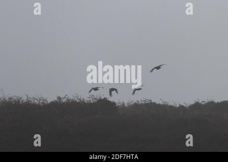 Vier Birkhühner fliegen tief über Moorland auf Burley Moor an einem nebligen Tag, West Yorkshire, Engrad, Großbritannien Stockfoto