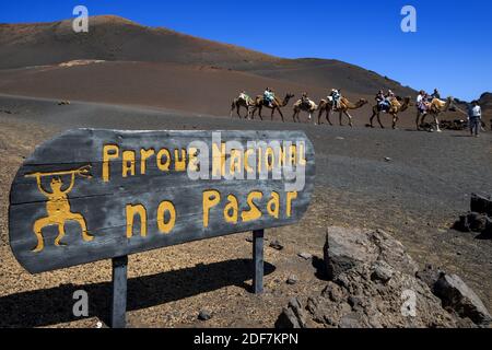 Spanien, Kanarische Inseln, Lanzarote, der Nationalpark von Timanfaya, Kamelritt für die Touristen Stockfoto