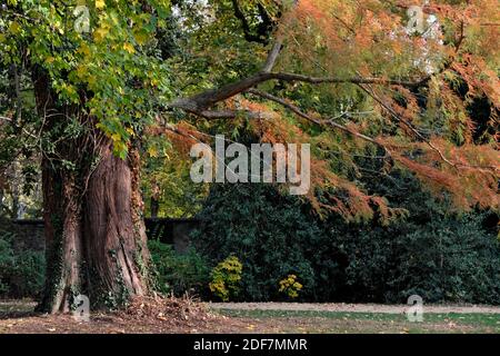 Frankreich, Haut Rhin, Guebwiller, Schloss Neuenbourg, der Park, Weißkopfzypresse (Taxodium destichum) Stockfoto