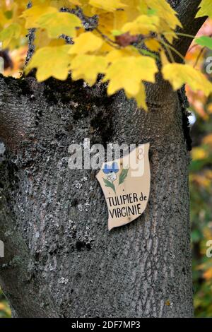 Frankreich, Haut Rhin, Guebwiller, Schloss Neuenbourg, der Park, Tulpenbaum (Liriodendron tulipifera), Stamm, Tafel Stockfoto