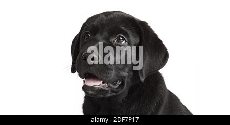 Neufundland Welpe Hund isoliert auf weißem Hintergrund Blick weg von Kamera Stockfoto