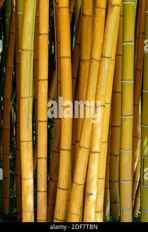 Frankreich, Herault, Anduze, Bambushain, riesiger Bambus in einer Plantage Stockfoto