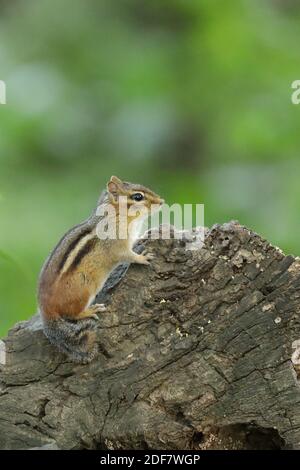 Östlicher Streifenhörnchen (Tamias striatus) Fütterung auf einem grünen Wald/Holz mit Blumen