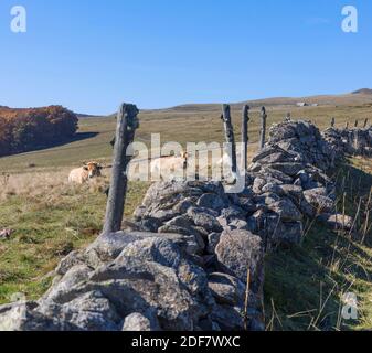 Frankreich, Lozere, Nasbinals, Aubrac Plateau Landschaft zwischen den Dörfern Nasbinals und Aubrac Stockfoto