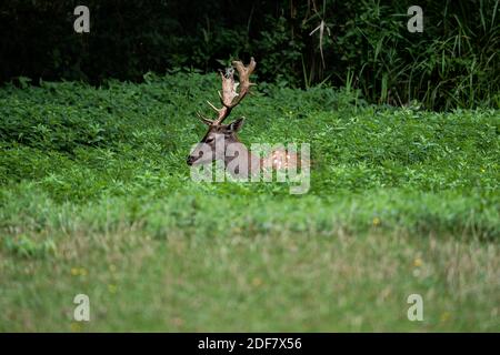 Rothirsch, reifer Buck mit breitem und schaufelförmigem Geweih, das im Gras döst Stockfoto