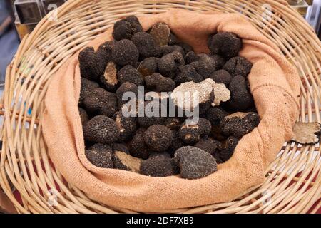 Frankreich, Dordogne, Perigord Noir, Dordogne-Tal, Sarlat la Caneda, Sommertrüffel (Tuber aestivum) auf dem traditionellen Markt zu verkaufen Stockfoto