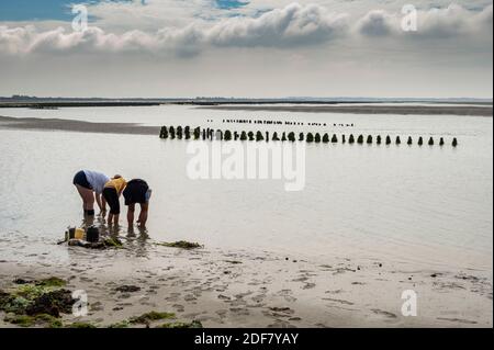 Frankreich, Vendee, La Barre des Monts, ?le de Noirmoutier, die Passage von Gois bei Ebbe sammeln viele Menschen Muscheln Stockfoto