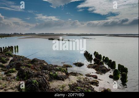 Frankreich, Vendee, la Barre des Monts, ile de Noirmoutier, le Passage du Gois ? maree Bas, die alten Stangen des Austernparks Stockfoto